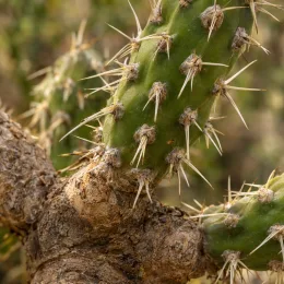 Cactée (Cylindropuntia imbricata) — gros plan sur tiges épineuses ramifiées · Photo d'illustration