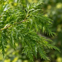 Hêtre commun 'Asplenifolia' (Fagus sylvatica) — rameau avec feuillage très finement découpé