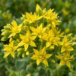 Orpin de takeshima (Sedum takesimense) — grappes de petites fleurs étoilées jaunes · Photo d'illustration