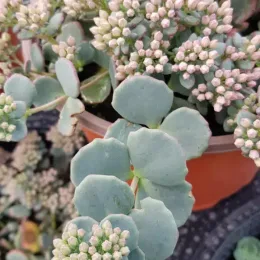 Sédum de siebold 'Bright pink' (Sedum sieboldii) — succulente en pot avec nombreux boutons floraux clairs