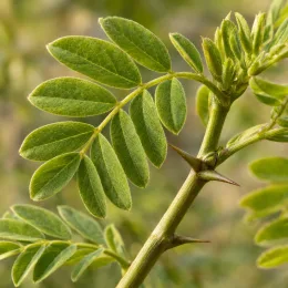 Robinier faux-acacia pusztavacs 'Pusztavacs' (Robinia pseudoacacia) — gros plan sur feuille composée et épines · Photo d'illustration