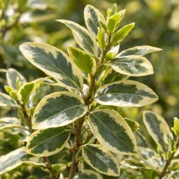 Alaterne panaché 'Argenteovariegata' (Rhamnus alaternus) — feuillage panaché vert et crème en gros plan · Photo d'illustration