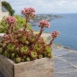 Joubarbe à rosette vert orangé 'Cinnamon starburst' (Sempervivum) — succulente en auge boisée fleurie sur terrasse côtière · Photo d'illustration