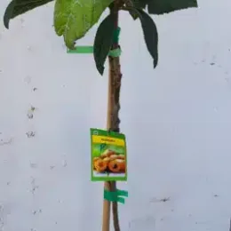 Néflier du japon 'Peluche' (Eriobotrya japonica) — jeune arbuste tuteuré en pot noir, étiquette colorée · Pot 8L Baliveau