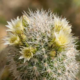 Mammillaire blanc 'Ssp. gracilis' (Mammillaria vetula) — petites fleurs pâles sur cactus épineux, gros plan · Photo d'illustration
