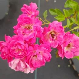 Rosier couvre-sol 'The fairy rouge' (Rosa) — grappes de petites fleurs roses épanouies