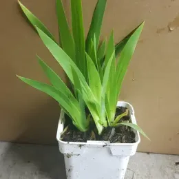 Iris de miles (Iris milesii) — jeune plant vert en pot plastique blanc · Pot 0.5L