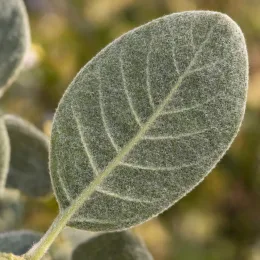 Gattilier à feuilles rondes (Vitex rotundifolia) — gros plan sur une feuille ovale duveteuse · Photo d'illustration