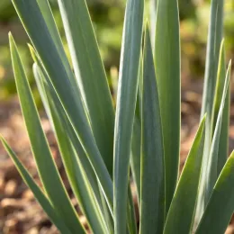 Iris de hollande 'Blue magic' (Iris × hollandica) — gros plan sur longues feuilles vertes dressées · Photo d'illustration