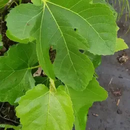 Figuier 'Atlas gold' (Ficus carica) — gros plan de grandes feuilles vertes luisantes