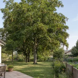 Ptérocaryer de chine (Pterocarya stenoptera) — grand arbre au feuillage dense dans un jardin · Photo d'illustration