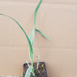 Canne de provence 'Variegata' (Arundo donax) — jeune graminée verte élancée en pot plastique · Godet