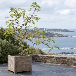 Robinier faux-acacia 'Twisty baby' (Robinia pseudoacacia) — arbre tortueux en bac bois sur terrasse maritime · Photo d'illustration