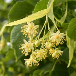 Tilleul commun 'Euchlora' (Tilia europaea) — grappes de petites fleurs jaunes avec feuilles · Photo d'illustration