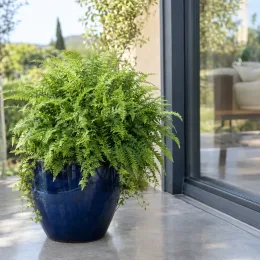 Fougère de boston rustique 'Artic jungle' (Nephrolepsis cordifolia) — fougère dense en grand pot bleu vernissé · Photo d'illustration