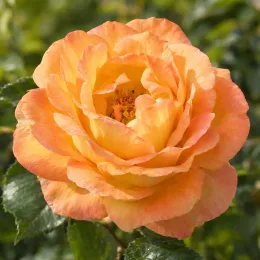 Rosier 'Saint exupery' (Rosa hybrida) — gros plan de fleur orangée épanouie · Photo d'illustration