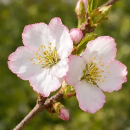 Cerisier du japon 'Sunset boulevard' (Prunus serrulata) — deux fleurs délicates rosées en gros plan