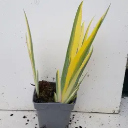 Iris pâle panaché de jaune 'Variegata aurea' (Iris pallida) — feuillage dressé vert et jaune en pot · Pot 0.5L