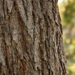 Châtaignier marrone di marradi 'Marrone di marradi' (Castanea savita) — gros plan d’écorce rugueuse de tronc · Photo d'illustration