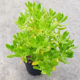 Orpin élevé (Sedum praealtum) — plante grasse vert vif en pot noir · Pot 2.5L