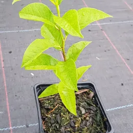 Oranger des osages (Maclura pomifera) — jeune plant feuillu en pot noir · Godet