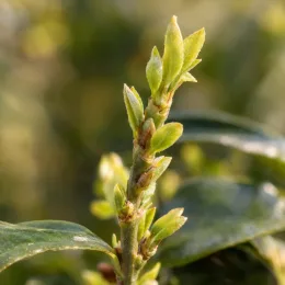 Houx crénelé 'O 'farrowsk6' (Ilex) — gros plan sur jeunes bourgeons feuillés · Photo d'illustration