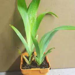 Iris bambou (Iris confusa) — jeune plant vert en pot carré plastique · Pot 0.5L