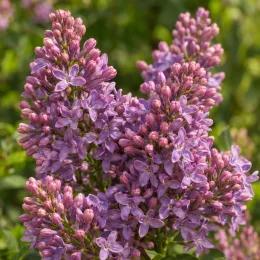 Lilas à petites feuilles 'Superba' (Syringa microphylla) — gros plan sur panicules de petites fleurs mauves · Photo d'illustration