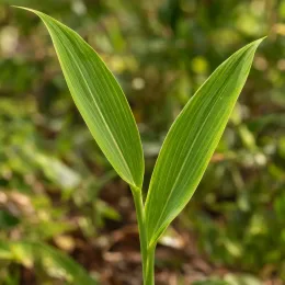 Gingembre du japon (Zinziber mioga) — jeune tige avec deux longues feuilles lancéolées · Photo d'illustration