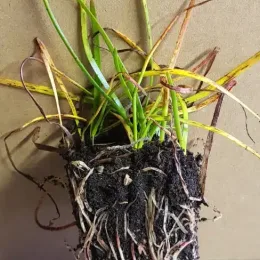 Lis zéphyr (Zephyranthe candida) — motte racinaire avec longues feuilles fines vertes