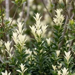 Fusain du japon 'Paloma blanca' (Euonymus japonicus)