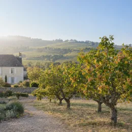 Pistachier vrai 'Larnaka' (Pistacia vera) — petits arbres alignés devant maison de campagne · Photo d'illustration