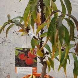 Pêcher 'Crimson bonfire' (Prunus persica) — jeune arbre fruitier en pot avec étiquette · Pot 6L