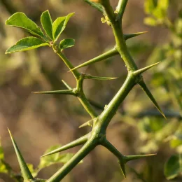 Orange trifoliée pomeroy 'Pomeroy (b2 h20)' (Poncirus trifoliata) — rameau épineux avec quelques jeunes feuilles vertes · Photo d'illustration