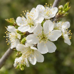 Prunier saint julien inrae 'St julien inrae' (Prunus domestica) — grappe de petites fleurs blanches en gros plan · Photo d'illustration