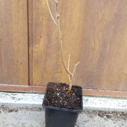 Mûrier à fruit rouge 'Illinois everbearing' (Morus) — jeune plant ligneux nu en pot plastique · Godet