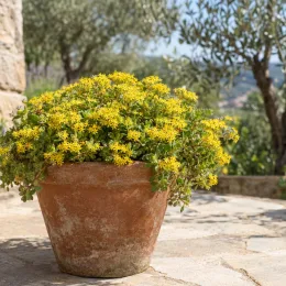Orpin jaune 'Floriferum 'bracieux' (Sedum kamtschaticum) — coussin fleuri jaune dans grand pot en terre · Photo d'illustration