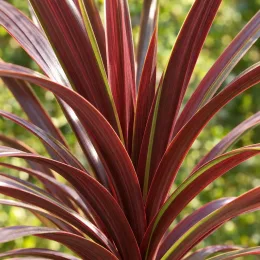 Cordyline 'Red comet' (Cordyline australis) — longues feuilles rouges lancéolées en gros plan · Photo d'illustration
