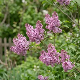 Lilas nain 'Little rosie' (Syringa) — grappes de petites fleurs mauves en jardin