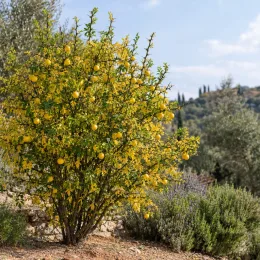 Poncirus kryder 'Kryder' (Poncirus trifoliata) — arbuste fruitier épineux au jardin méditerranéen sec · Photo d'illustration