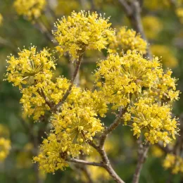 Cornouiller mâle à gros fruits 'Golden glory' (Cornus mas) — gros plan de grappes de fleurs jaunes · Photo d'illustration