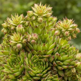 Joubarbe à rosette vert fluo 'Key lime kiss' (Sempervivum) — rosettes charnues serrées avec nombreux boutons floraux · Photo d'illustration