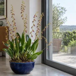 Orchidée (Bulbophyllum schinzianum) — plante en pot aux longues hampes fleuries près d’une baie vitrée · Photo d'illustration