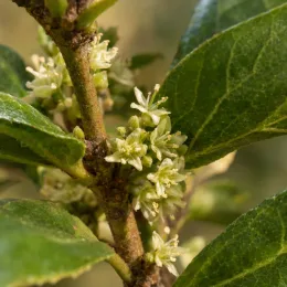 Thé du paraguay (Ilex paraguariensis) — petites fleurs crème le long d’une tige feuillée · Photo d'illustration