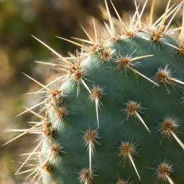 Cactée 'Hamburg' (Opuntia hystricina) — raquette de cactus couverte d’aiguillons dorés · Photo d'illustration