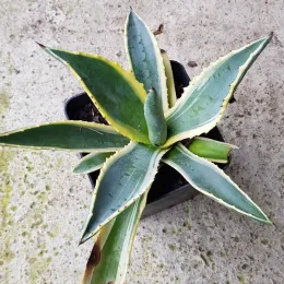 Agave d'amérique panaché jaune 'Marginata' (Agave americana) — rosette de feuilles épaisses panachées vert et crème · Pot 1.5L
