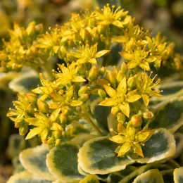 Orpin panaché 'The edge' (Sedum kamtschaticum) — fleurs étoilées jaunes au-dessus d’un feuillage panaché · Photo d'illustration