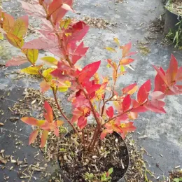 Myrtille arbustive 'Ivanhoe' (Vaccinium corymbosum) — arbuste aux feuilles rouges dans un pot noir · Pot 3L Touffe