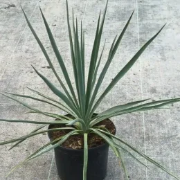 Yucca sentinelle bleu 'Blue sentry' (Yucca rigida) — jeune plante graphique à longues feuilles étroites · Pot 2.5L