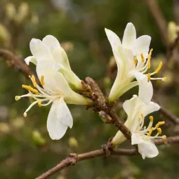 Chèvrefeuille d'hiver (Lonicera fragrantissima) — gros plan de petites fleurs blanches · Photo d'illustration